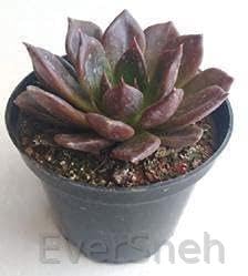 EverSneh Vishnu Kamal -Succulent Live Plant Indoor Outdoor With Plastic Pot 4 Inch Size (B09V3BJ3X3) Amazon Price History, Amazon Price Tracker