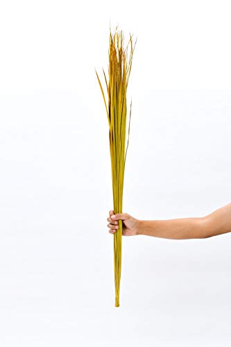Image of Leewadee Tall Vase Filler , Natural Grass Stems - 2 Bunches of Colored Branches for Vases, Carefully Dried Twigs for Home and Bar Decoration, 45 inches, Yellow