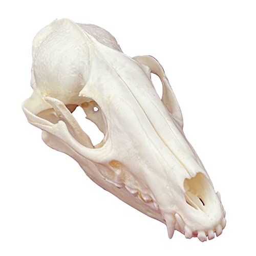 CLLOEAT Taxidermy Real Animals Skulls, Real Bones Specimen, Taxidermy Supplies for Science Education, Special Gift (Racoon Skull)