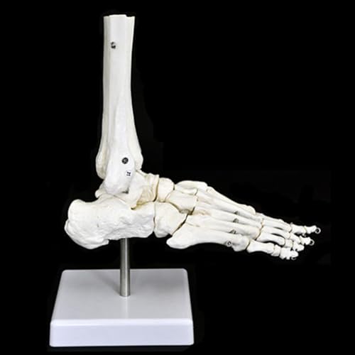 Image of Anatomical Joint Models Set, 6 Pieces Human Skeleton Display with Hand, Foot, Shoulder, Elbow, Hip, Knee, Medical Teaching Display (Foot Joint)