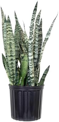 Live Snake Plant by United Nursery Sansevieria Zeylanica 20-25 in...