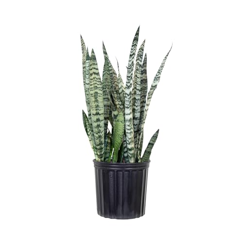 Live Snake Plant by United Nursery Sansevieria Zeylanica 20-25 inches