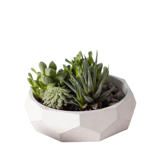 GREYT Nonagon Nonagonal Concrete Planter for Terrace, Garden, Flower Pot | Suitable for Home Indoor |1 Piece - 18x18x6 cm (Cement Finish) (B0CW9Y54SM) Amazon Price History, Amazon Price Tracker