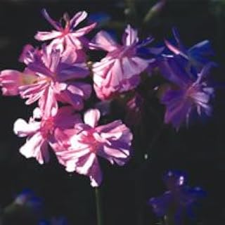 Plant World Seeds - Saponaria Officinalis Rosea Plena Seeds (Perennial Flower Seeds)