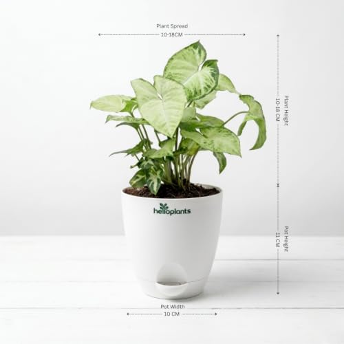 Image of ZZ Green, Lucky Bamboo & Syngonium Green Live Indoor 3-Plant Combo in 4-Inch Self-Watering Matte White Pots | Low-Maintenance, Air-Purifying Houseplants for Home, Office & Desk Decor