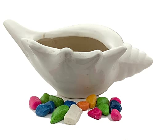 Planter Shell Shape Plant |Small Size | Indoor Outdoor Plant Pot | Home/Office Planter | Home Decor (Plant Not Included) (B0BLW6CS49) Amazon Price History, Amazon Price Tracker