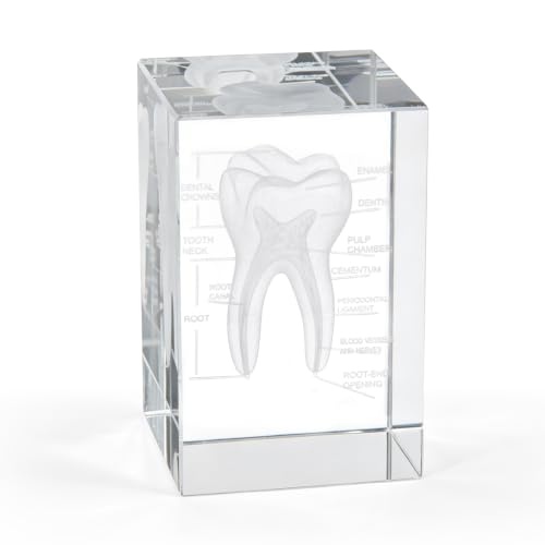 Ultrassist 3D Crystal Tooth Model, Laser-Etched Dentist Gift &amp; Desk Decor