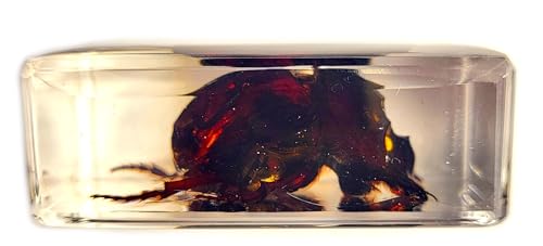 Image of 44mm Real Dung Beetle in Crystal Clear Lucite Resin Specimen Preserved Insect Taxidermy Crafts Collection for Biology Science Education & Desk Ornament Display Supplies Small Paperweight