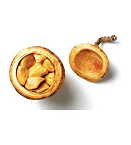 Maad,Madd,Saba fruit,Saba Senegalensis, Kaba, Zaban,made (2 serving packs)