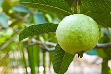 Image of Taiwan Green Skin White Flesh Seedless Sweet Guava or Amrud Air Layered Fruit Hybrid Grafted Live plant (Thai 7 Variety) for Your Home Garden (Pack Of 10)