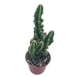 Acanthocereus tetragonus Fairy Castle Cactus, 2" Pot