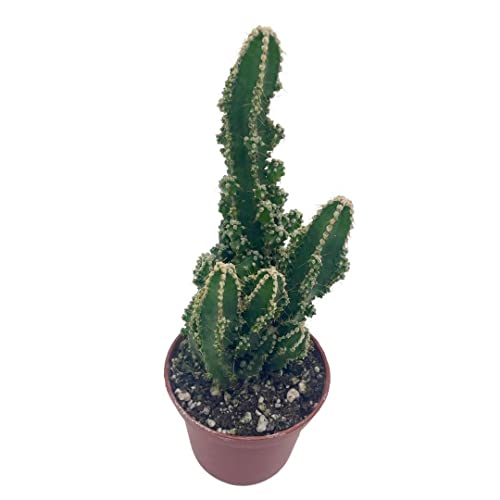 Acanthocereus Tetragonus Fairy Castle Cactus, 2" Pot #TOP18