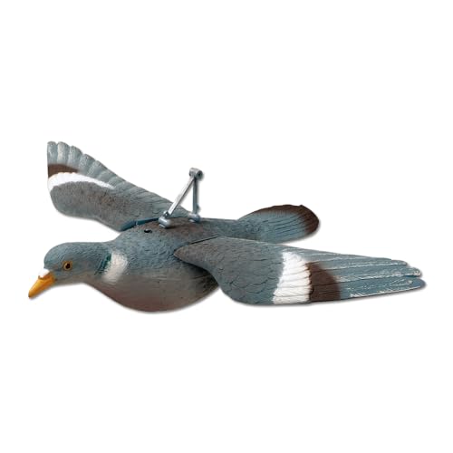 Appelant Pigeon Plein à Ailes déployées