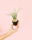 beaucarnea rennes Se adapta bien a interiores luminosos y riegos espaciados.