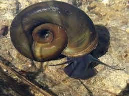 10x Live Great Ramshorn Snail LARGE, Freshwater Aquarium-Pond Coldwater Snail, Natural Algae Cleaner. Pond Snail