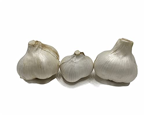 Elephant Garlic (Ajo Elefante) Sorted Bulbs! Great for Fall Planting! Different Sizes! (1 LB) (3 BULBS) - Image 3