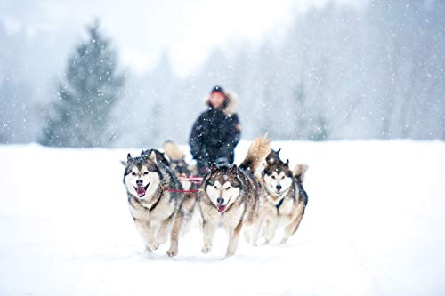 Northern Howl X-Back Zuggeschirr Fuer Bike-, Skijoring Dogscooting Canicross Schlitten in Blau (S)