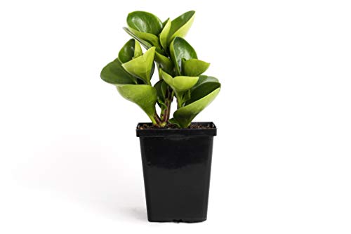 Peperomia Obtusifolia Green Quart Baby Rubber Plant 4' Easy Houseplant Pet Friendly