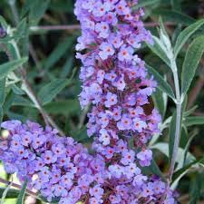 Buddleia Nanho Blue  Plantas extragrandes de 3 galones  Arbusto de mariposa fragante y compacto, ideal para paisajes vibrantes, bordes atractivos y