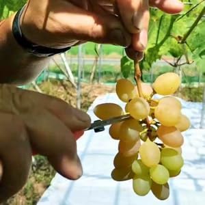 Miniatura 7 de CHIKAMASA TP-530S Tijeras de jardinería profesionales para cosechar verduras, frutas, recortar plantas y excelentes para adelgazar tallos pequeños