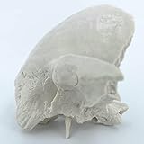 Cranstein A-221Schläfenbein Knochen, os temporale für Osteopathie