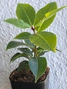 Bay Leaf Tree, Potted, Live Plant, Hoja de Laurel, Leaves Used in soups & stews