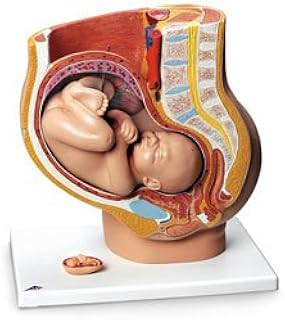 Pregnant Woman Model