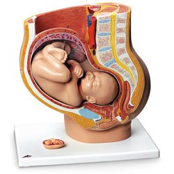 Pregnant Woman Model