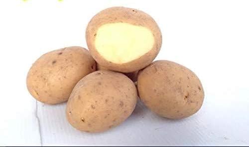 Amazon 種ジャガイモ 種いも デジマ 約500ｇ入 野菜