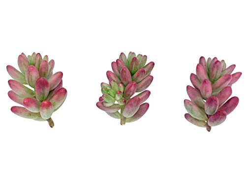 Live Succulent Cuttings (3 Sedum 'Aurora' Pink Jelly Bean), Succulents Plants Live, Succulent Plant No Roots, House Plants Live Office Decoration, Diy Projects, Party Favor Gift By The Succulent Cult #TOP2