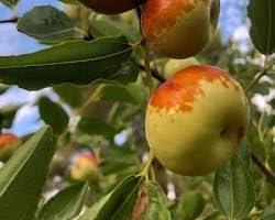 9EzTropical - Jujube Chico Tree -2 Feet Tall - Ship in 6 Pot
