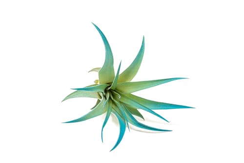 Teal Blue Colorful Tillandsia Air Plants - Long Lasting Color Enhanced Live Tillandsia Succulent House Plants - Home and Garden Decor - Easy Care Indoor and Outdoor (Brachycaulos Abdita, Single)