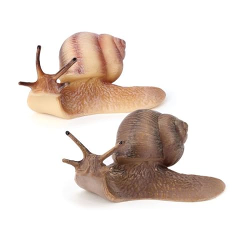 How many eyes does a snail have How many eyes does a snail have