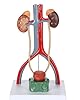 Cokvbato Modèle d'anatomie de l'appareil urinaire Masculin de 13,5 Pouces de Haut Comprenant Les Reins avec Les Glandes surrénales, Les uretères et la vessie #2