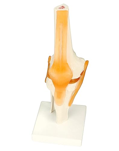 QWORK® Human Knee Joint Model Anatomical Model for Medical Teaching Learning Display (12" Height)