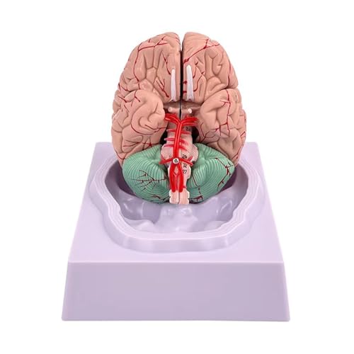 Cerveau humain grandeur nature avec zones fonctionnelles pour étude anatomique