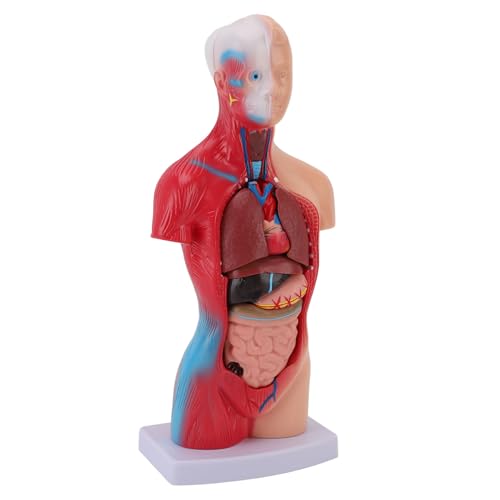 Modelo interactivo de cuerpo humano con órganos realistas en PVC para estudiantes de medicina