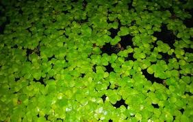 Duckweed seeds for aquarium, Aquarium seeds for duckweed plant (pack of 800) (B0CPY1J1ZJ) Amazon Price History, Amazon Price Tracker