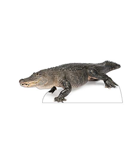 Cardboard People American Alligator Life Size Cardboard Cutout Standup