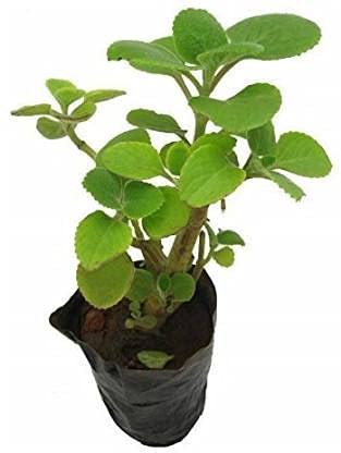 Mphmi Plants Ajwain Oregano Herb Plant Ajwain/Trachyspermum Medicine Mexican Mint Karpooravalli ammi (B0BSTZTHGX) Amazon Price History, Amazon Price Tracker