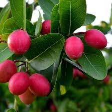 See full amazon price history chart for AZIZ GAZI NURSERY Karonda koromcha Carandas Carissa Carandas Live Grafted Plant with poly bag AZIZ GAZI NURSERY Karonda koromcha Carandas Carissa Carandas Live Grafted Plant with poly bag (B09YRD83MM) Amazon Price History, Amazon Price Tracker