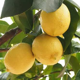 Mphmi Seedless Plant Fruit Plants Kaagazi Nimboo, Lemon � Plant (B0CVS8ZHL6) Amazon Price History, Amazon Price Tracker