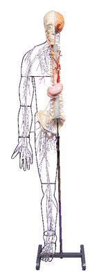 A25 - Description : Full-Figure Nervous System - Full-Figure Nervous System Model - Each