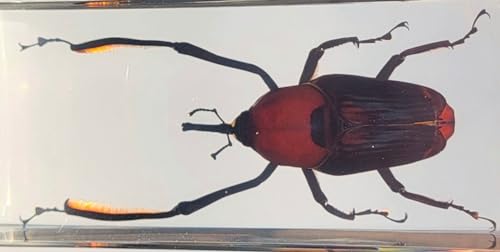 Image of 4.3 inch Real Giant Bamboo Weevil Beetle in Crystal Clear Lucite Resin Specimen Preserved Cyrtotrachelus Buqueti Insect Paperweight Taxidermy Collection for Biology Science Education Desk Display Supplies