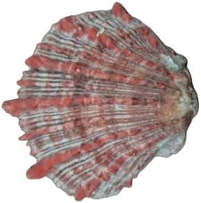 RAW RED SPINY OYSTER CLAM SEA SHELL BEACH 4" - 5" Fast Free Supply