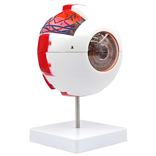 Modèle d'œil 3D pour comprendre la structure de la boule oculaire simplement - 2