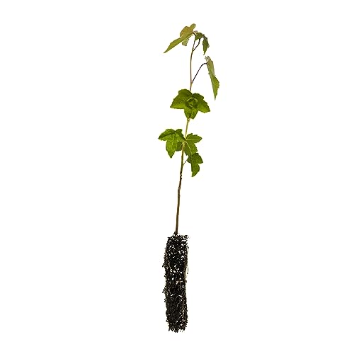 American Sweetgum | Small Tree Seedling | The Jonsteen Company