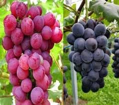 Rare Sweet Grapes Live Plant [अंगूर का फल ] Grafted Angoor Plant With Pot (Pack of 2 ) (B0D9P9V4R5) Amazon Price History, Amazon Price Tracker