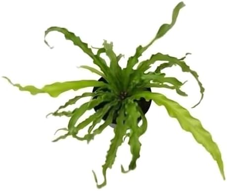 Muda De Samambaia Asplenio Crespo Planta Natural