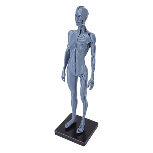 Diagramme d'anatomie féminine Yusat avec base solide pour l'étude médicale